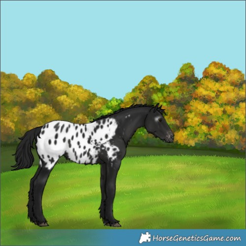 Horse Color:Gray Black Appaloosa 
