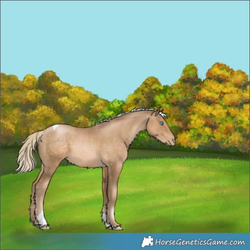 Horse Color:Chocolate Palomino Pearl Tobiano 