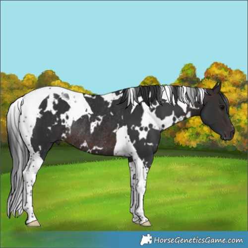 Horse Color:White Spotted Brown Tobiano Rabicano 