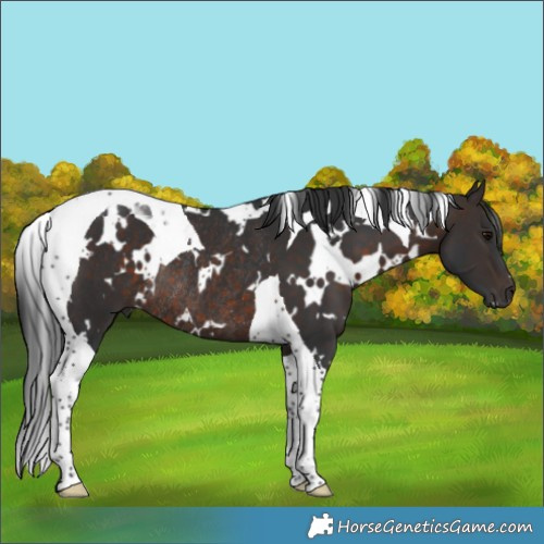 Horse Color:White Spotted Brown Tobiano Rabicano 