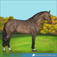 Horse Color:Bay Dun Rabicano Brindle 