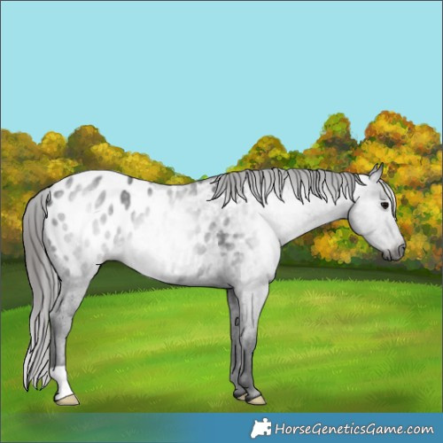 Horse Color:Gray Black Appaloosa 