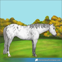 Horse Color:Gray Black Appaloosa 