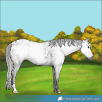 Horse Color:Gray Black Appaloosa 