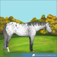 Horse Color:Gray Black Appaloosa 