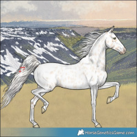 Horse Color:Silver Amber Champagne Roan Dun Splash Tobiano Frame Appaloosa Rabicano 