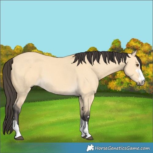 Horse Color:Buckskin Dun