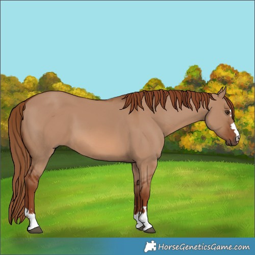 Horse Color:Red Dun 
