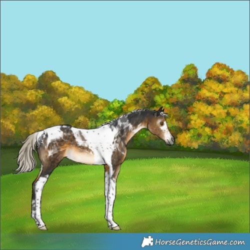 Horse Color:Gray Silver Buckskin Tobiano Appaloosa 