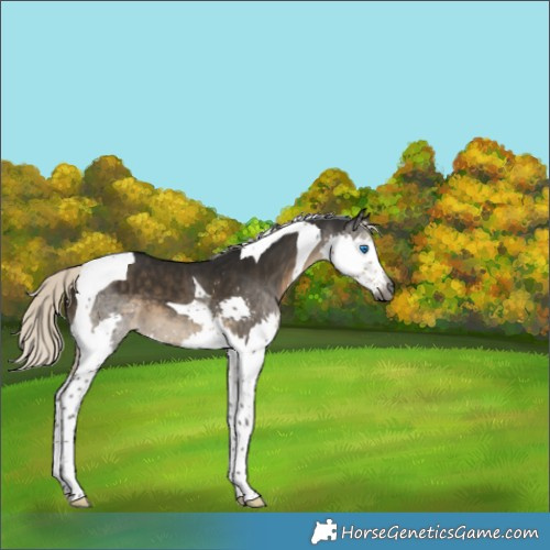 Horse Color:Gray Silver Smoky Black Splash Tobiano Varnish 