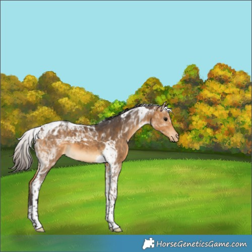 Horse Color:Buckskin Tobiano Varnish