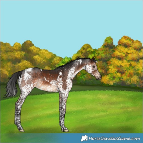 Horse Color:Gray Brown Splash Tobiano Snowflake Varnish