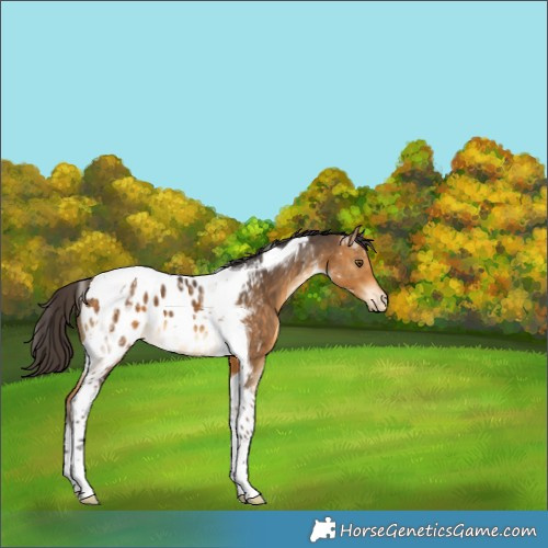 Horse Color:Buckskin Tobiano Appaloosa