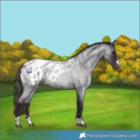 Horse Color:Smoky Blue Roan Appaloosa Rabicano 