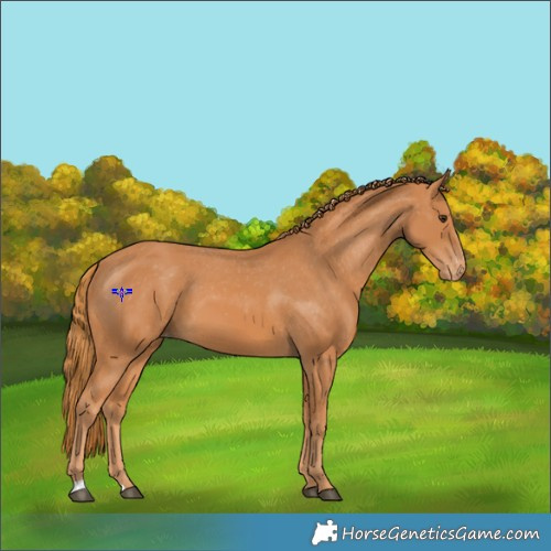 Horse Color:Chestnut Appaloosa 