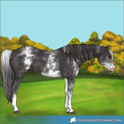 Horse Color:White Spotted Smoky Black