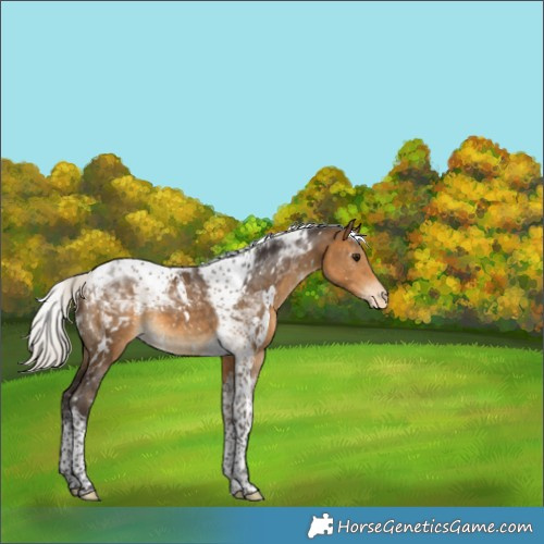 Horse Color:White Spotted Silver Buckskin Tobiano Appaloosa