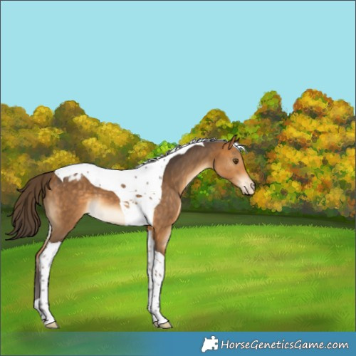 Horse Color:Buckskin Tobiano Appaloosa 