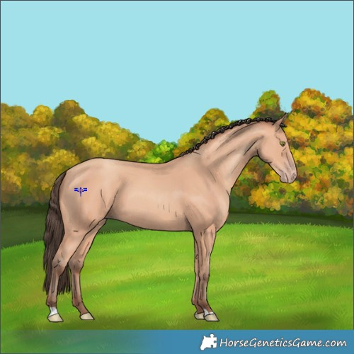 Horse Color:Amber Champagne 