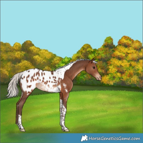 Horse Color:Silver Brown Tobiano Appaloosa 