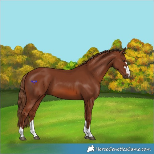 Horse Color:Chestnut 