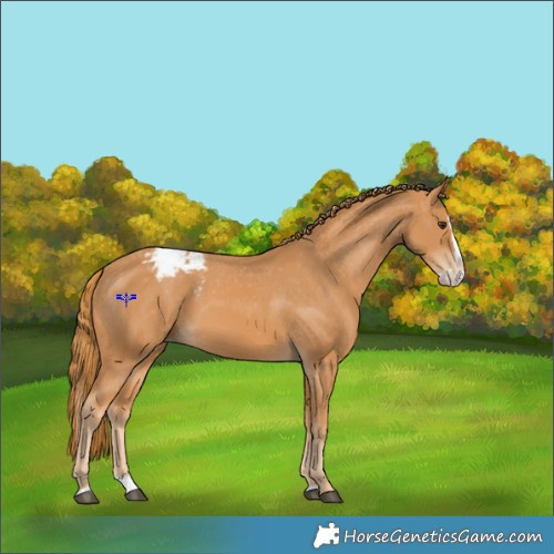 Horse Color:Chestnut Splash Appaloosa 
