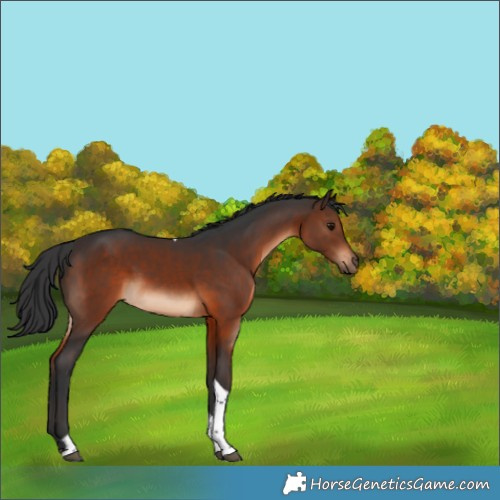 Horse Color:Brown Tobiano 