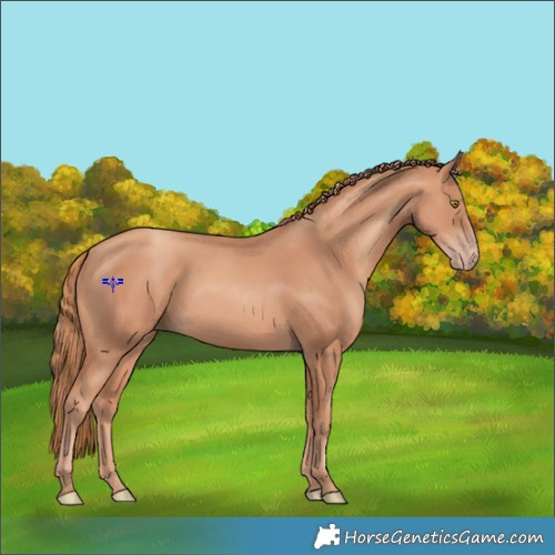 Horse Color:Gold Champagne 