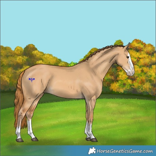 Horse Color:Red Dun Splash 