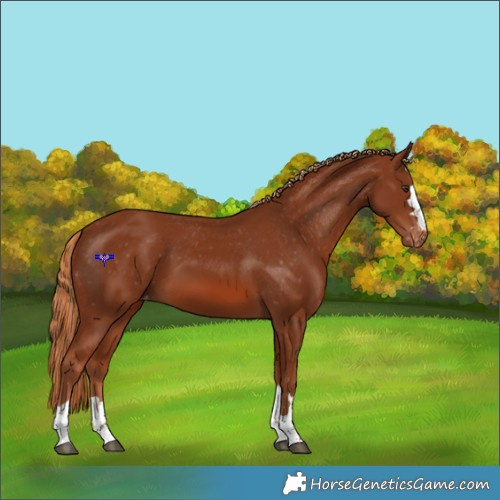 Horse Color:Chestnut Appaloosa 