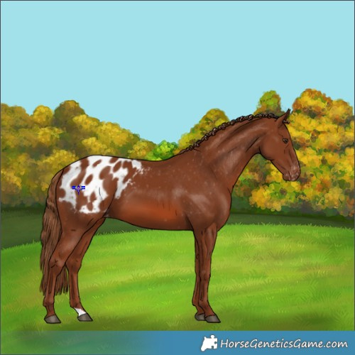 Horse Color:Chestnut Appaloosa 