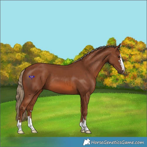 Horse Color:Chestnut 