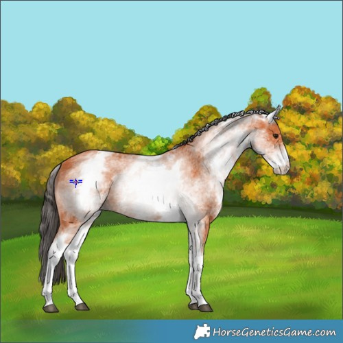 Horse Color:White Spotted Bay 