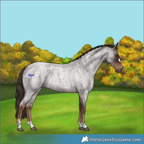 Horse Color:Liver Red Roan 