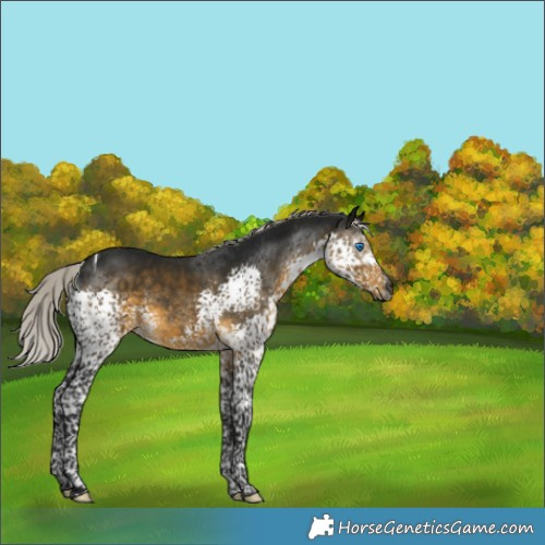 Horse Color:Gray Silver Buckskin Splash Tobiano 
