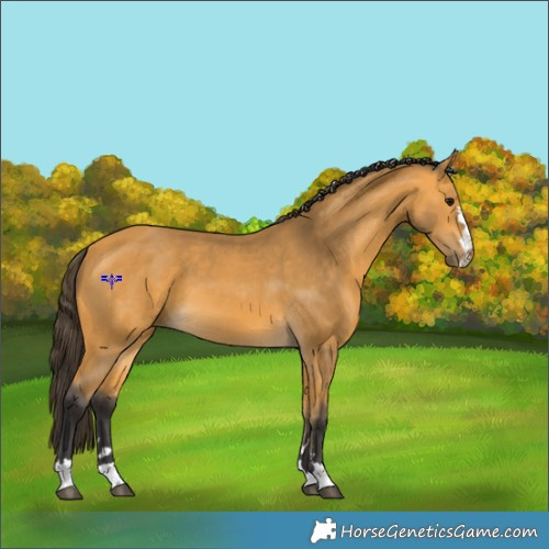 Horse Color:Buckskin 
