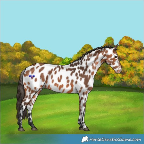 Horse Color:Bay Appaloosa 
