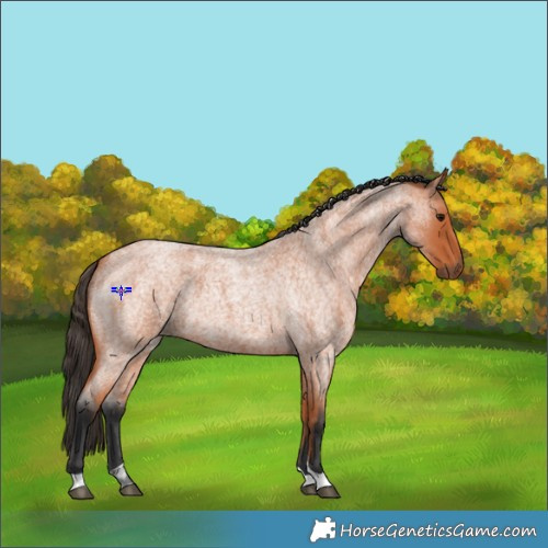 Horse Color:Bay Roan Tobiano 