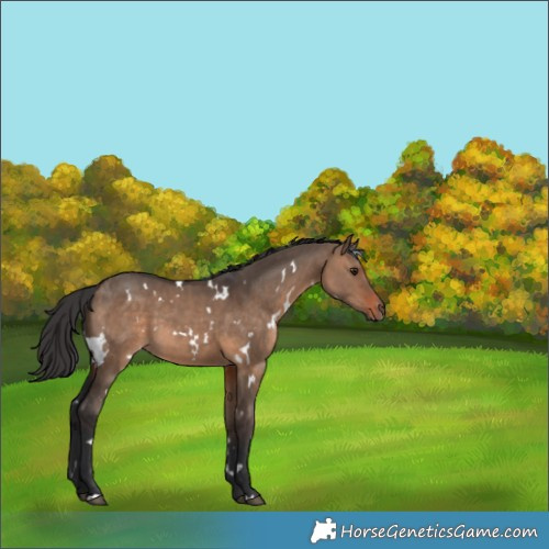 Horse Color:White Spotted Brown Dun