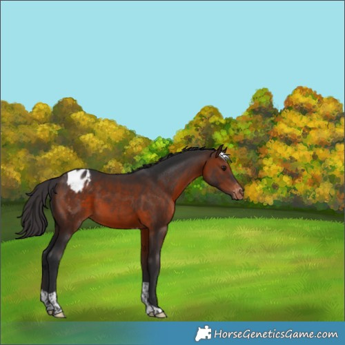 Horse Color:Brown Tobiano Appaloosa