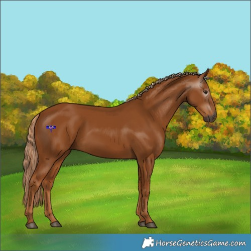 Horse Color:Gray Chestnut 
