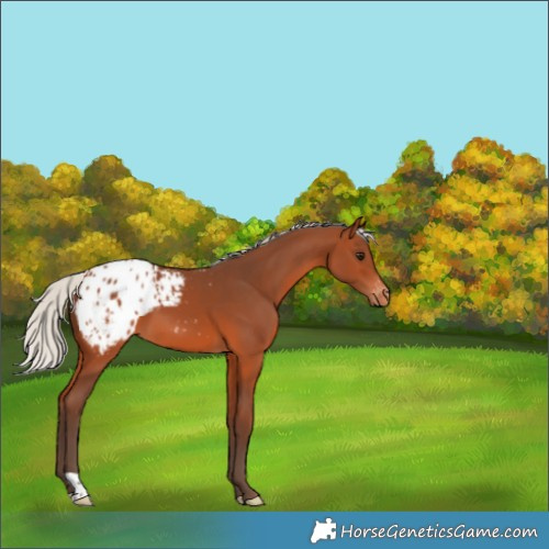 Horse Color:Silver Brown Appaloosa