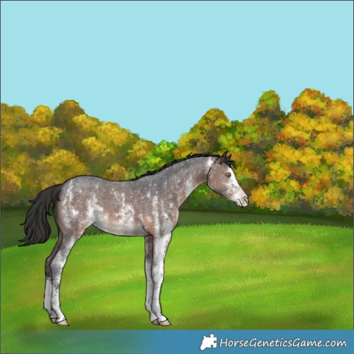 Horse Color:Brown Sabino