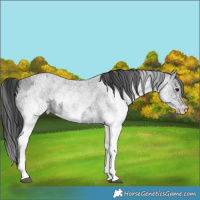 Horse Color:White Spotted Blue Roan Rabicano  and White Spotted Blue Roan Rabicano 