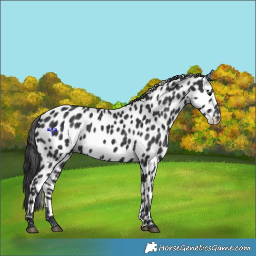 Horse Color:Black Appaloosa 