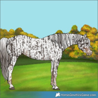 Horse Color:Liver Chestnut  and White Spotted Liver Chestnut 