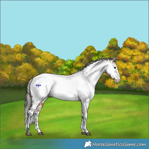 Horse Color:Powder White Bay Frame Appaloosa Rabicano  and Powder White Bay Frame Appaloosa Rabicano 