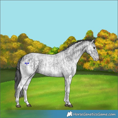 Horse Color:White Spotted Blue Roan Rabicano  and White Spotted Blue Roan Rabicano 