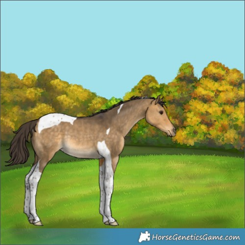 Horse Color:Buckskin Dun Tobiano Rabicano 