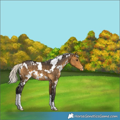 Horse Color:White Spotted Silver Buckskin Appaloosa 